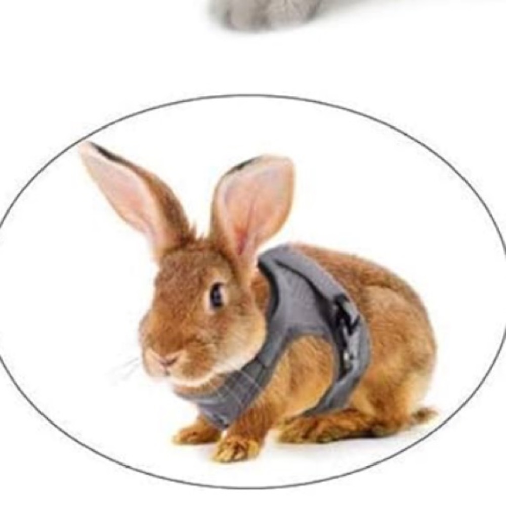 ⚡️host pick⚡️Rabbit harness Cat vest and leash or puppy harness